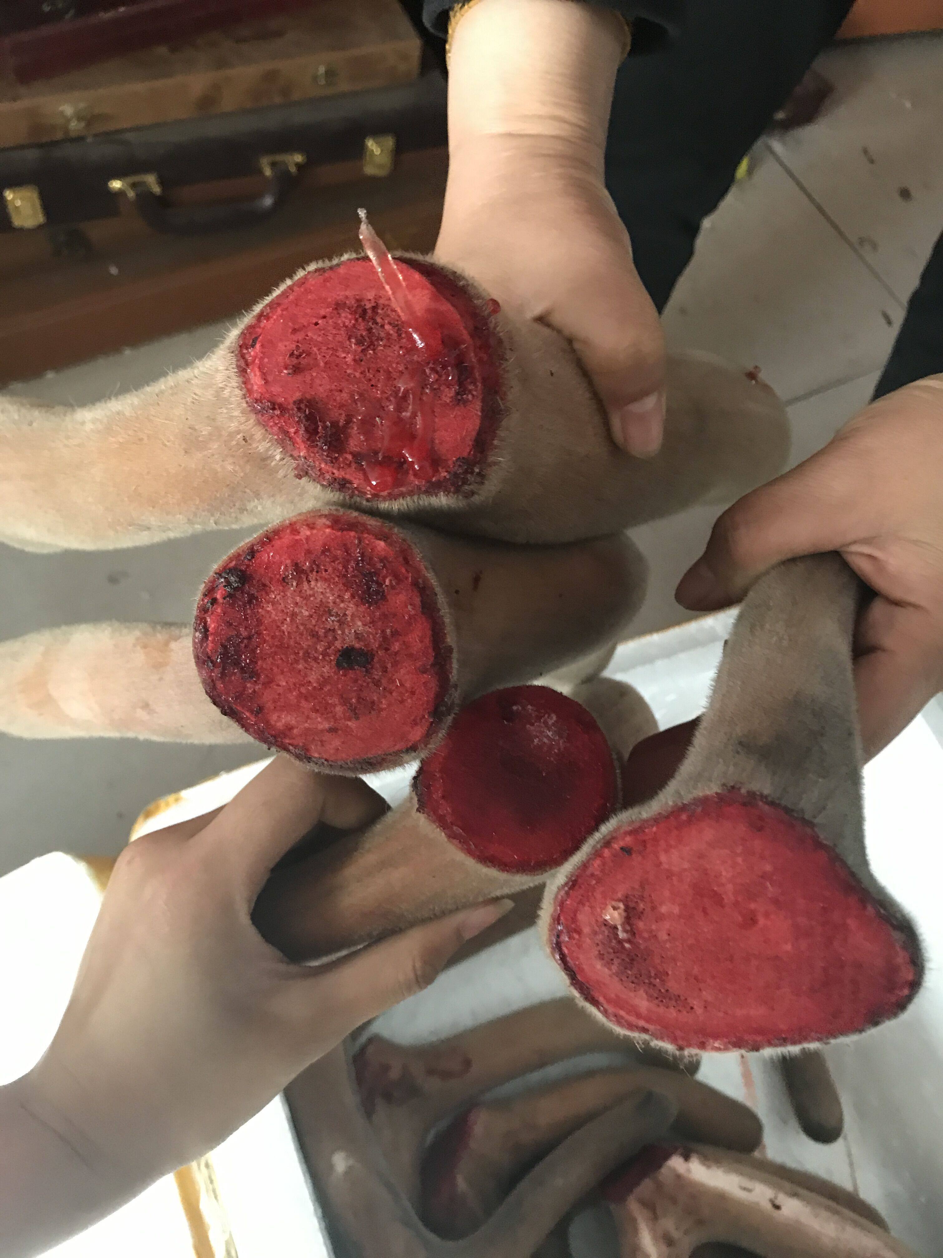 梅花鹿茸 整枝鹿茸 头茬二杠新鲜鹿茸整枝 鲜鹿茸血 鹿鞭包邮