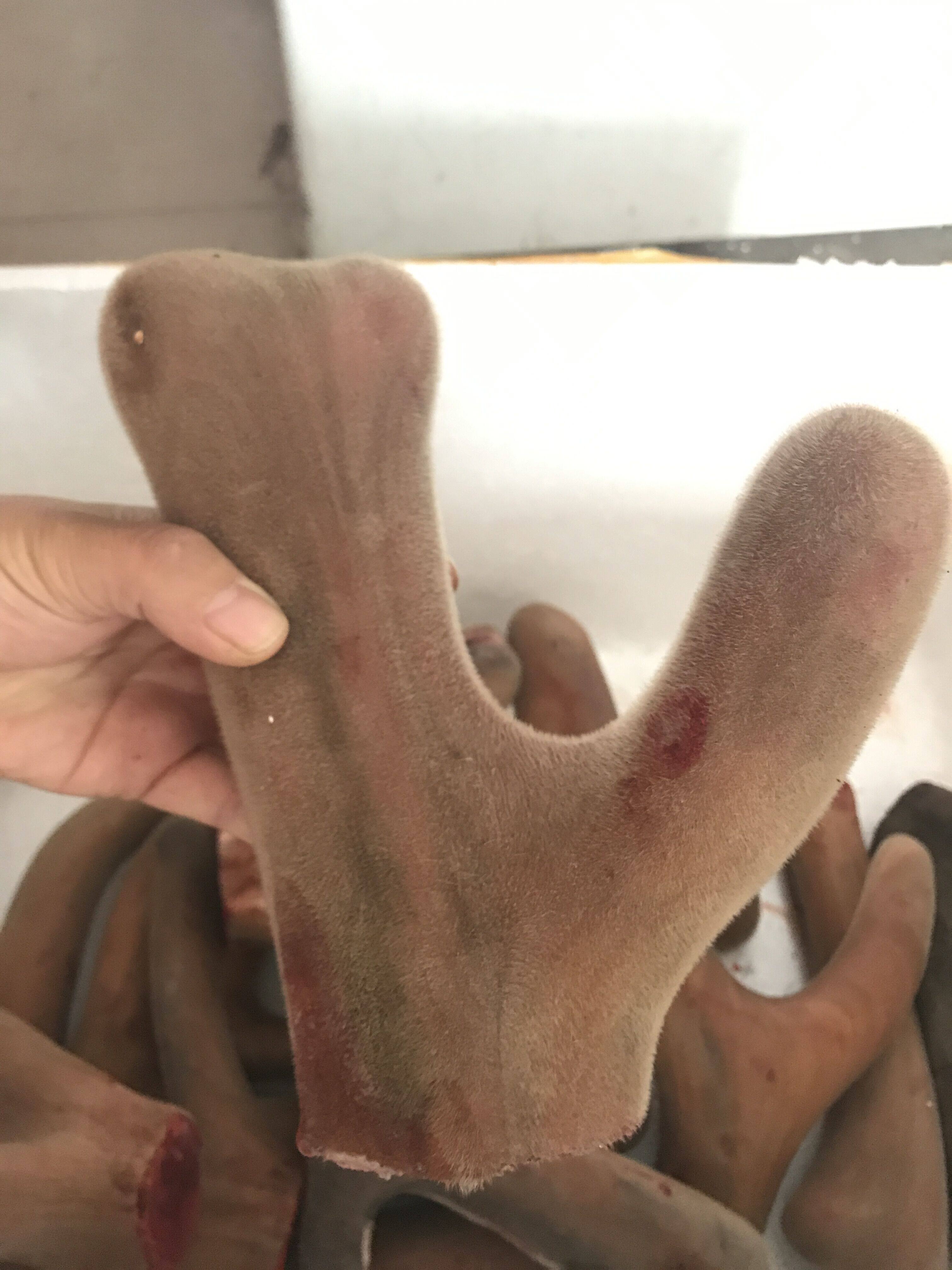 梅花鹿茸 整枝鹿茸 头茬二杠新鲜鹿茸整枝 鲜鹿茸血 鹿鞭包邮