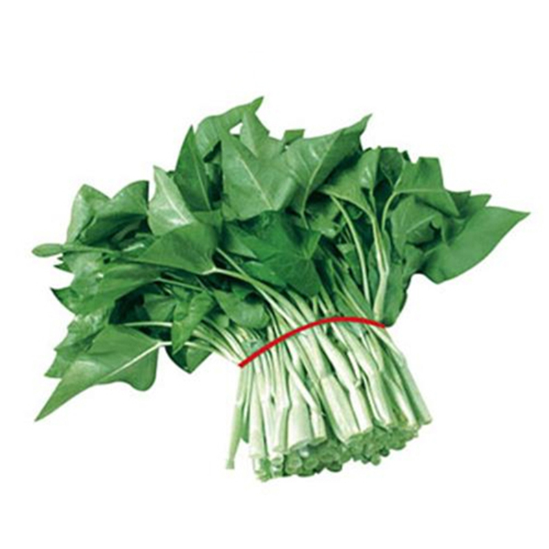 大叶白梗空心菜种子四季翁菜水生通菜菜籽春季家庭园艺种子