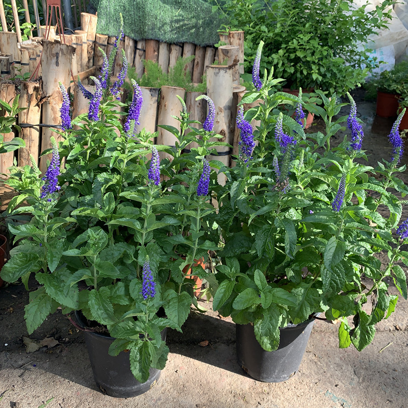 穗花婆婆盆栽蓝色花带宿根多年生庭院阳台种植家庭园艺种子