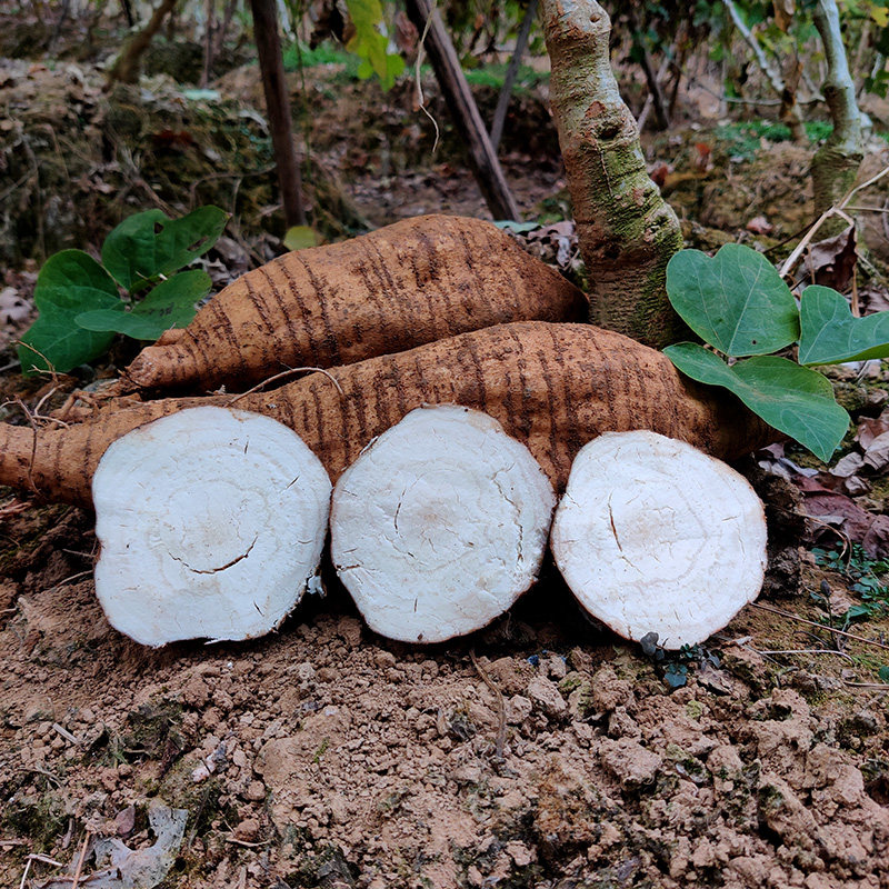 葛根江西现挖新鲜正宗粉嫩生吃无渣粉葛煲汤其它