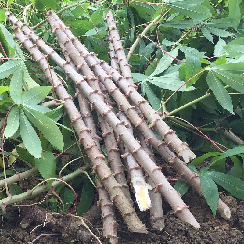 木薯种子面包广西新鲜红皮白肉白心苗梗杆包番薯