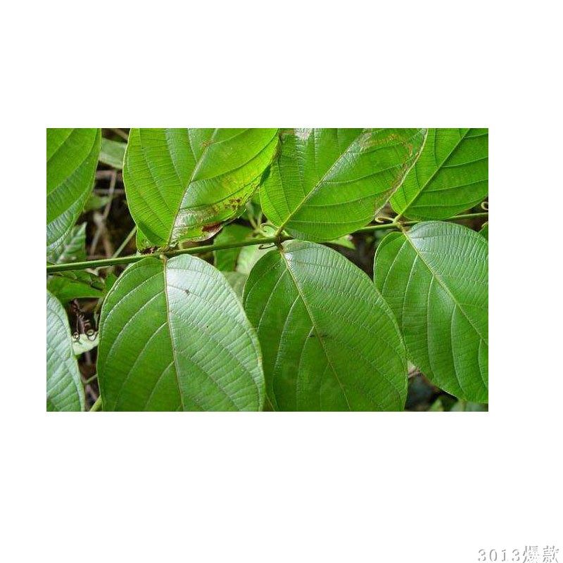 农家自采纯野生双钩藤钩藤茶 湖南怀化大山勾藤根鹰爪野生中材药