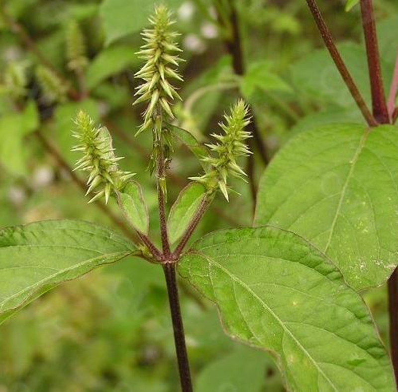 新鲜土牛膝草 现挖野生正宗倒扣草 倒钩草 跌打扭伤草药500克包邮