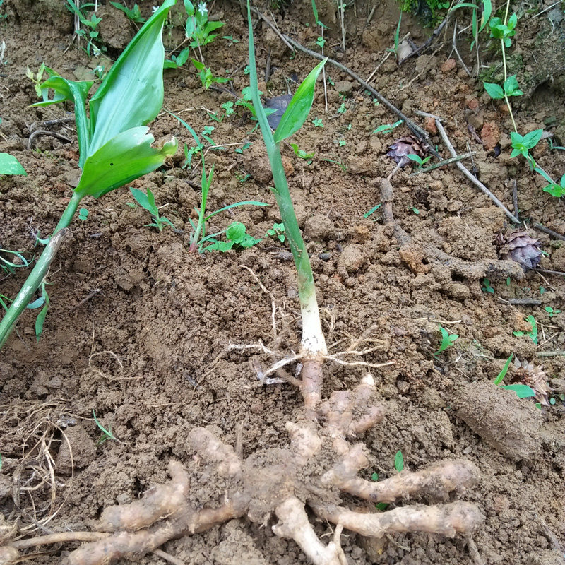 阳荷种姜茗荷花种观音姜观音洋河洋荷莲花阳霍阳荷宿根