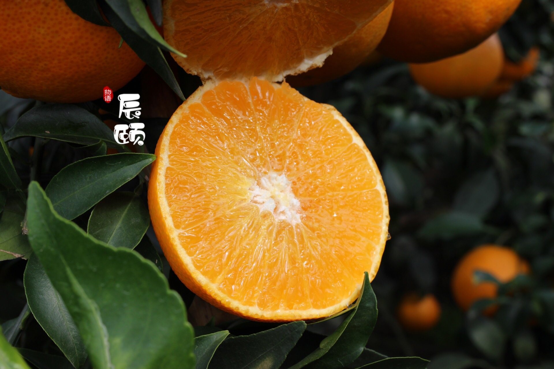 辰颐物语果园爱媛38号橘橙果冻橙现没有保鲜剂橙