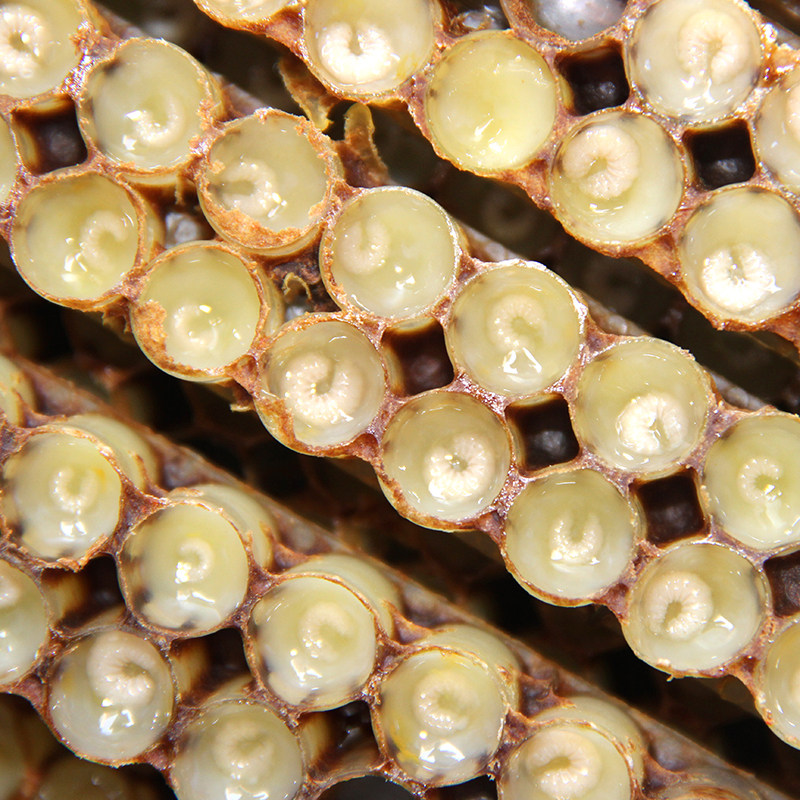 蜂王胎冻干片正品天然野生幼虫保养卵巢子宫女性雌性激素蜂皇胎片