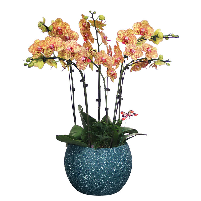 教师节蝴蝶兰盆栽大花室内小型绿植植物送礼礼品时令草本花卉