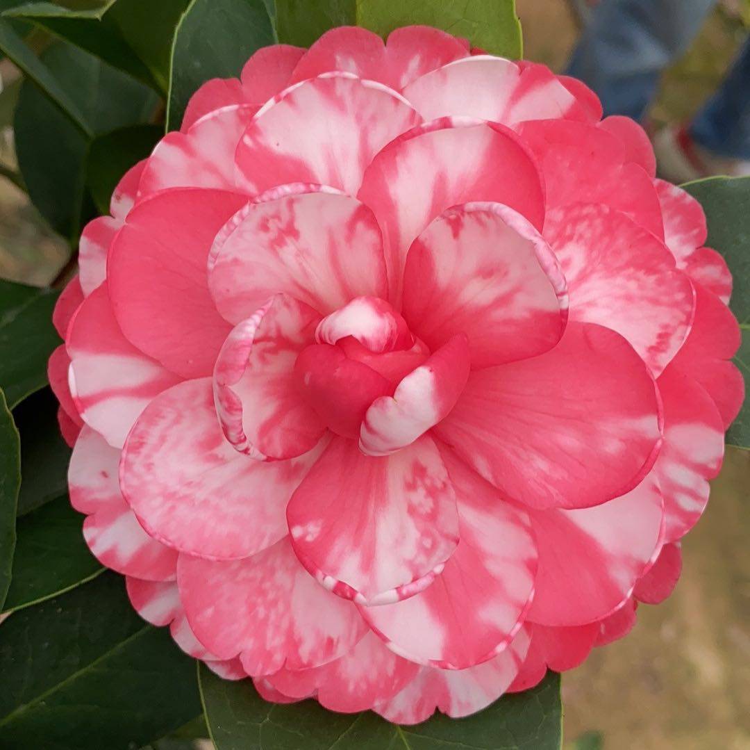 新品种重瓣四季茶花复色纯色夏梦小璇花开不断时令草本花卉