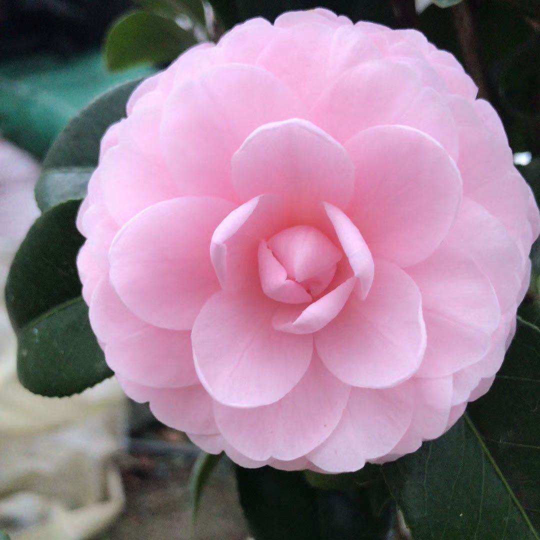 宫粉茶花小桃桃红山茶室内庭院阳台四季绿植时令草本花卉