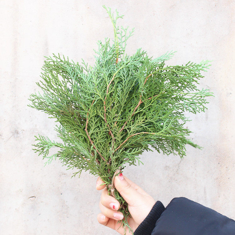 天然绿色松柏柏枝松针圣诞节花环圣诞树手作材料干花