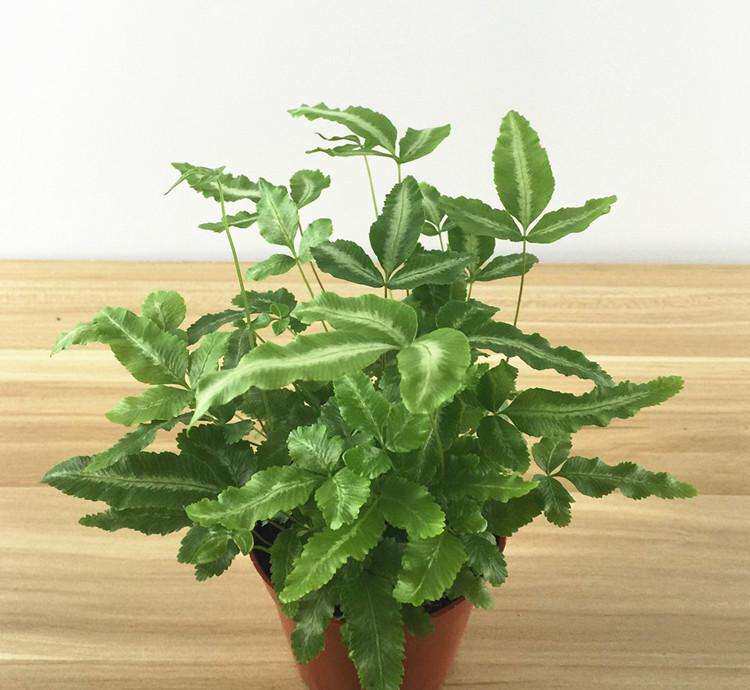银线阿波美丽蕨耐阴喜水盆盆栽办公办公桌桌面植物盆栽批发