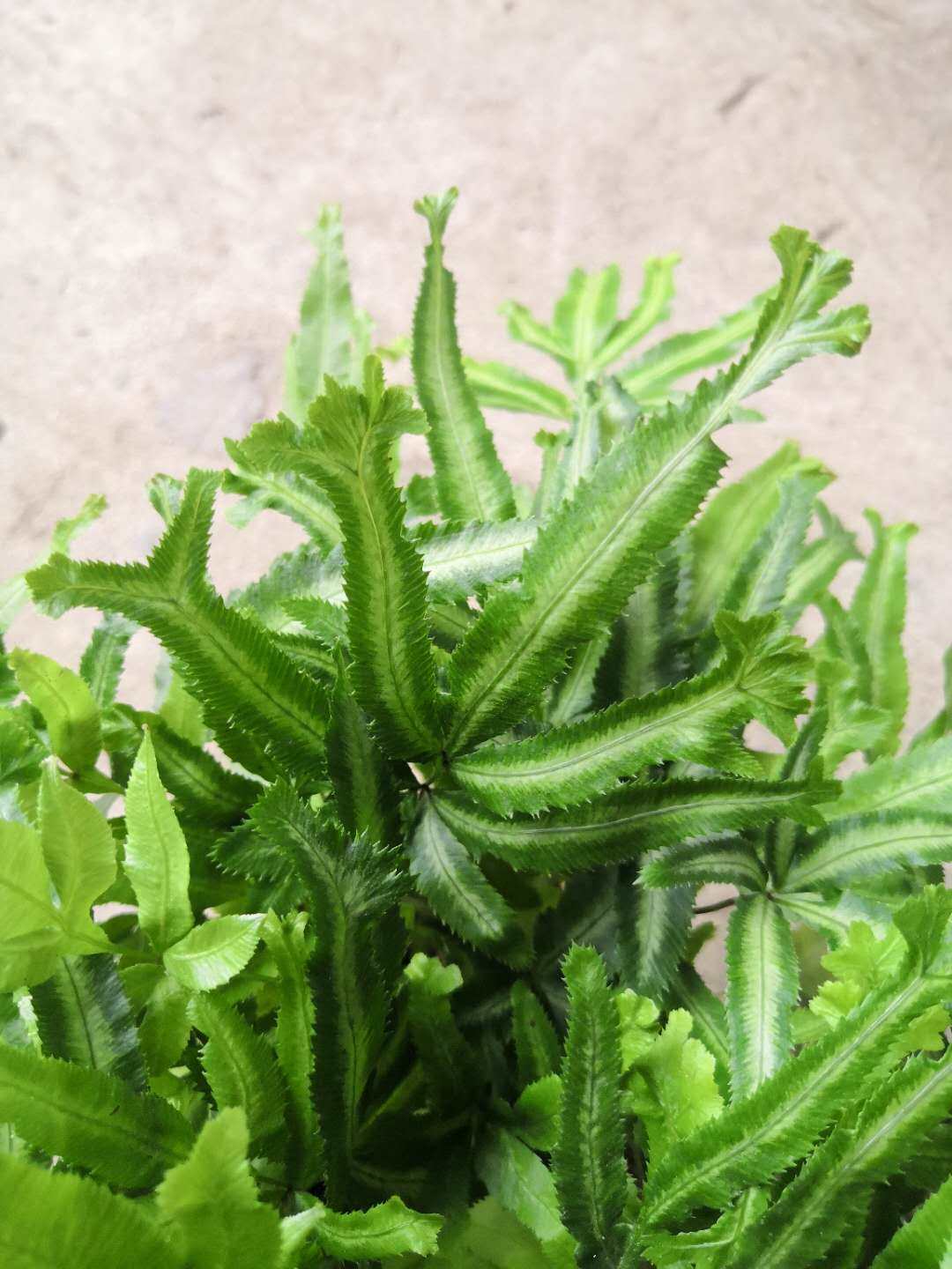 银线阿波美丽蕨耐阴喜水盆盆栽办公办公桌桌面植物盆栽批发