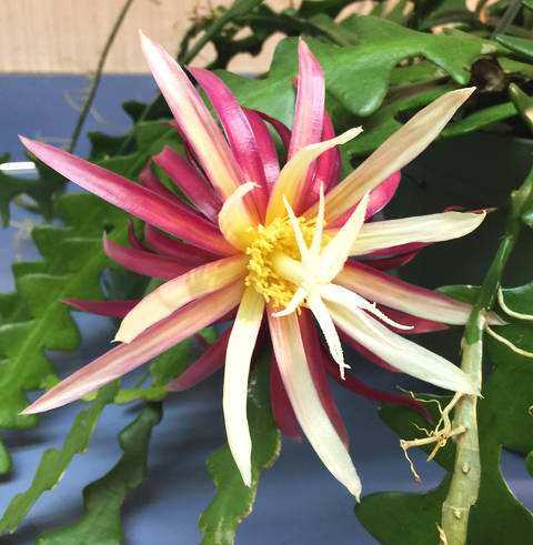 鱼骨令箭锯齿昙花多肉植物仙人仙人掌掌科花卉绿植