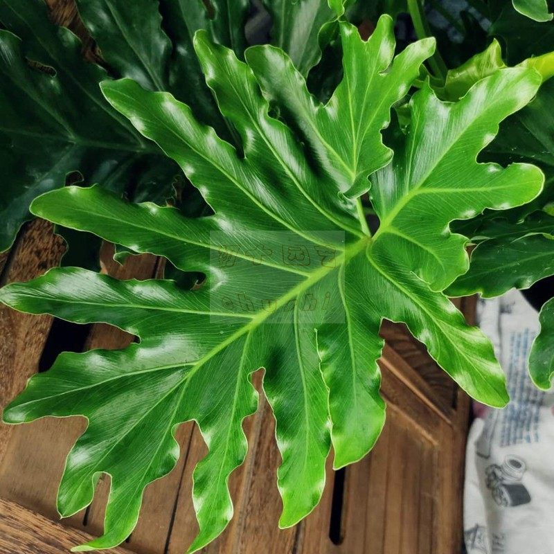 大盆盆栽初十北欧欧风大叶龙鳞春羽植物老桩绿植