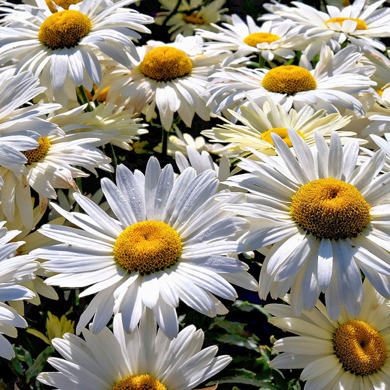 散装白花除虫菊种子虫草灭蚊菊驱蚊草花籽包邮家庭园艺种子