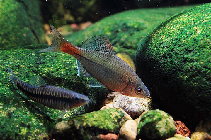 鳞鱊小型原生冷水鱼冬天不加加温观赏鳑鲏鱼旁鱼