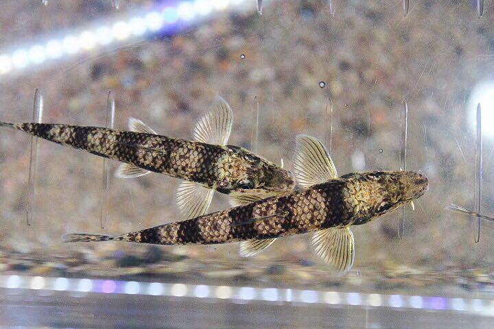 原生冷水鱼蛇鮈似鮈观赏鱼工具鱼清洁鱼清理底沙鱼