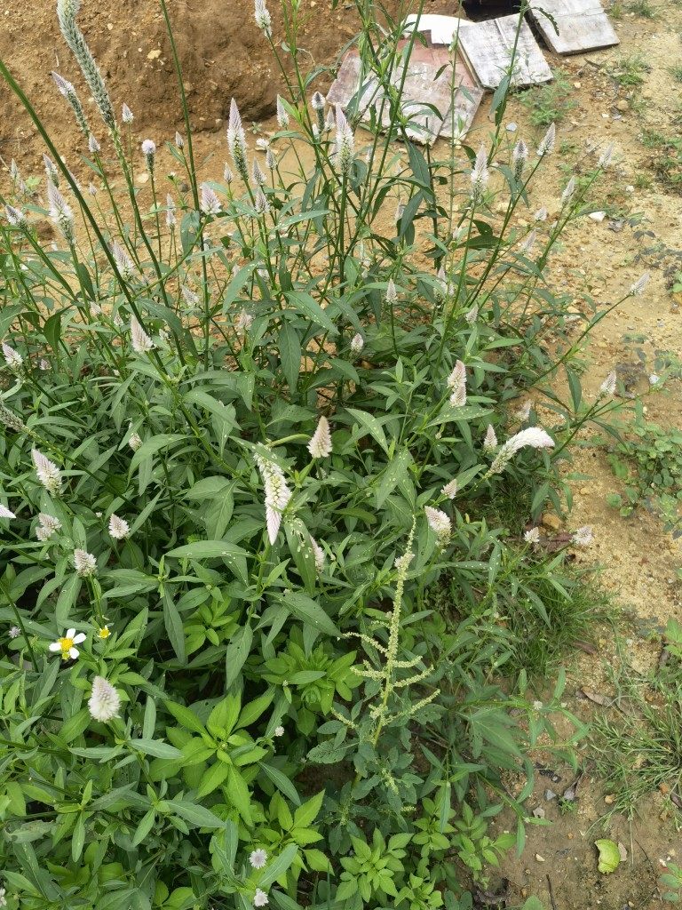 新鲜鸡冠花葙草箱子子野红白牛母窝草决现采500克其他药食同源食品