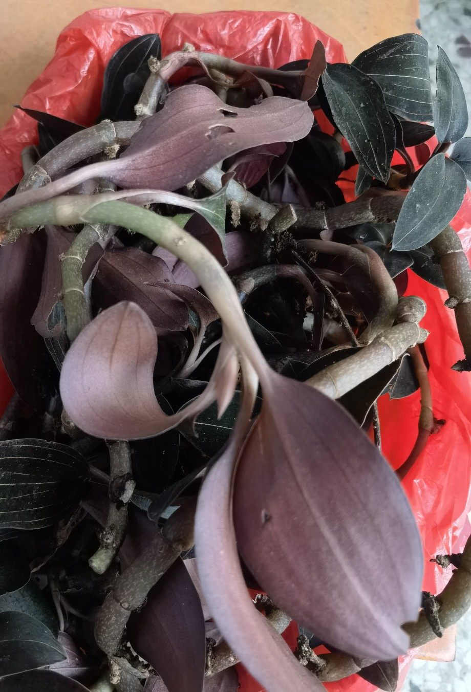 新鲜单线石面莲石上藕公石松石真金草尖叶金线莲血其他药食同源食品