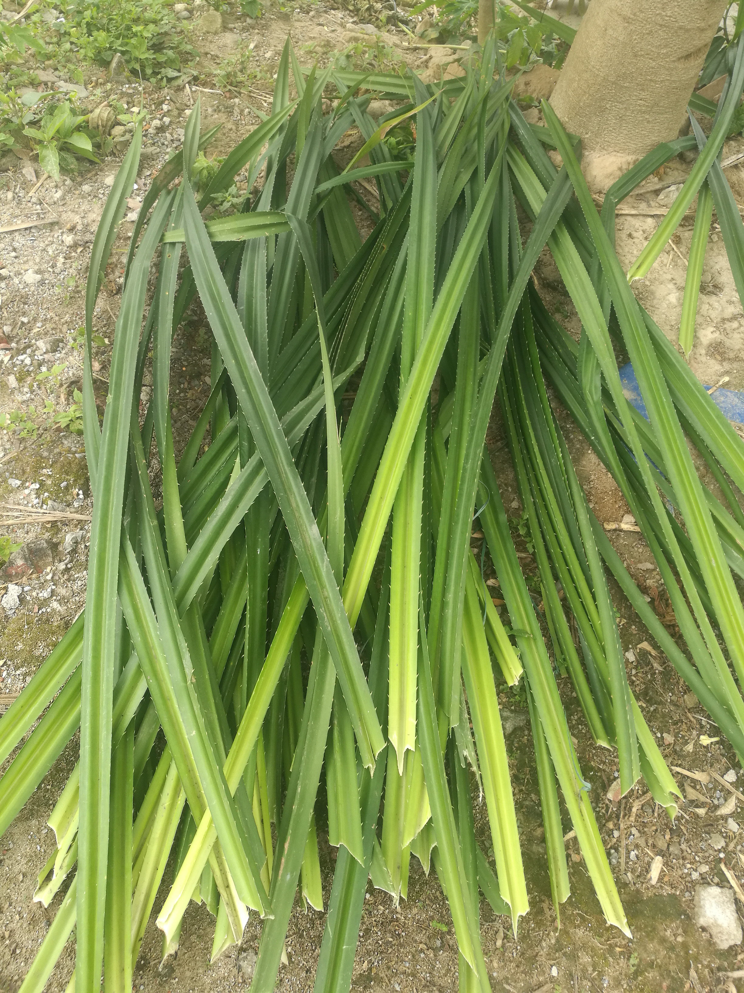 新鲜粽子子叶露兜叶林茶芦兜罗鼓仔山野菠萝菠萝树其他药食同源食品