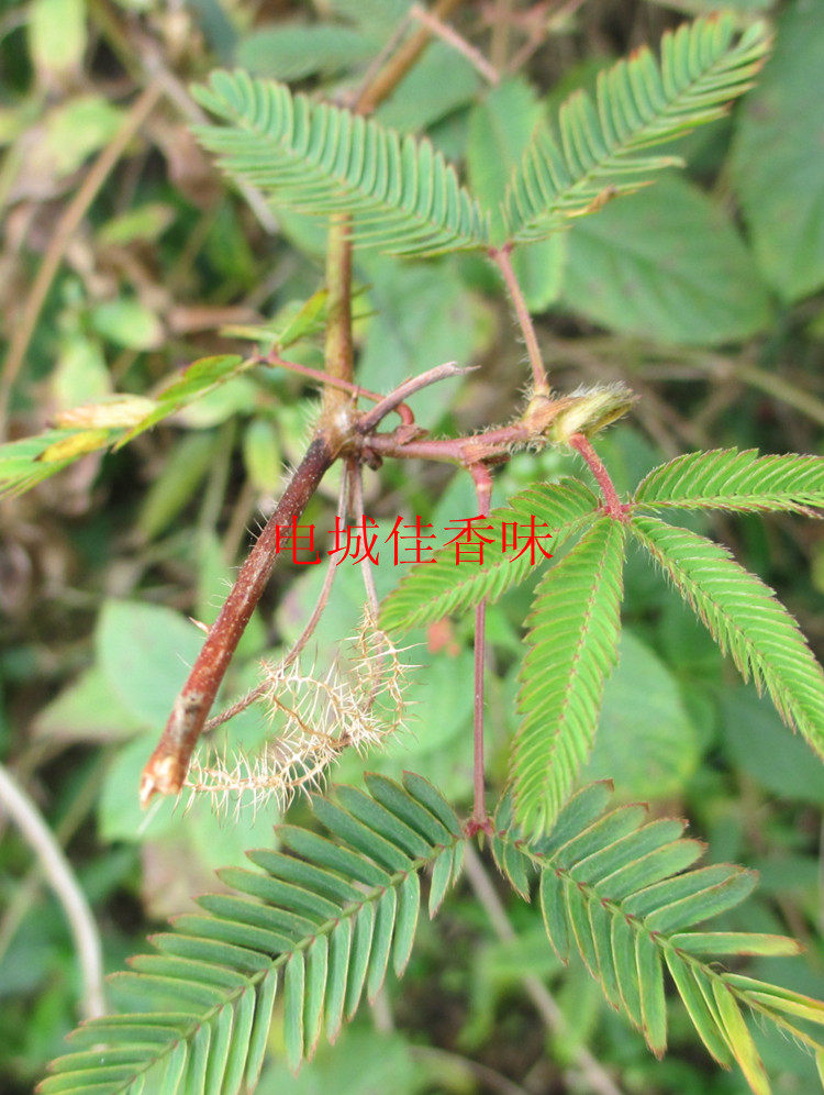 新鲜红骨茎含羞草/感应草/喝呼草/知羞草怕丑害羞草500克天然野生