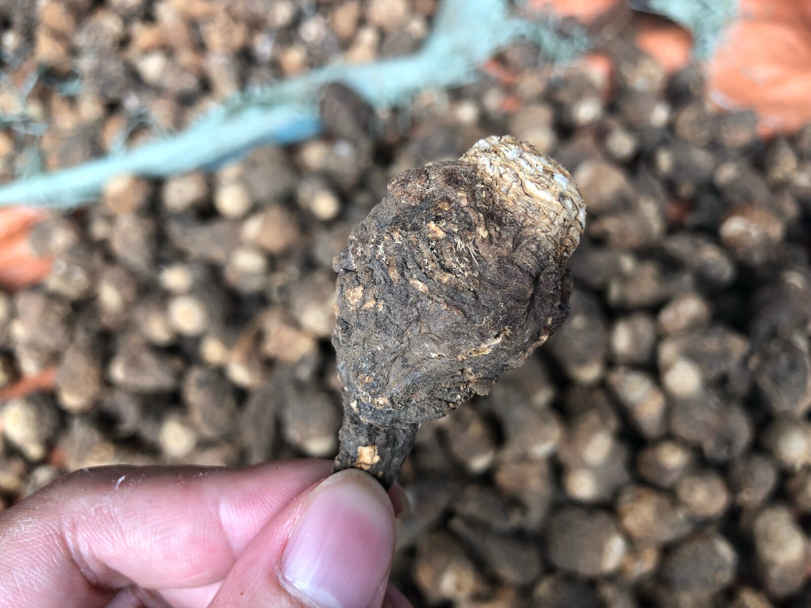 玛咖干果云南丽江野生玛卡卡片煲汤泡酒男性玛咖干