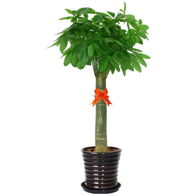 发财树盆栽大树桩独杆五辫子树花苗招财树大型室内办公室花卉绿植