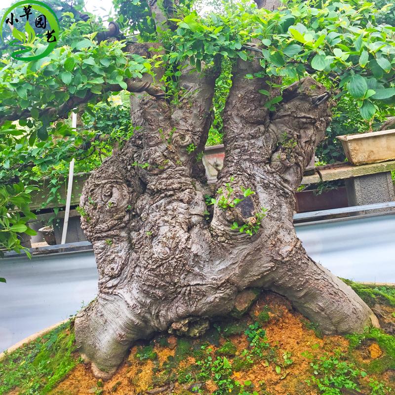 大型古桩青檀 漂亮气派好养 高档次老桩造型盆景少见朴树成型桩