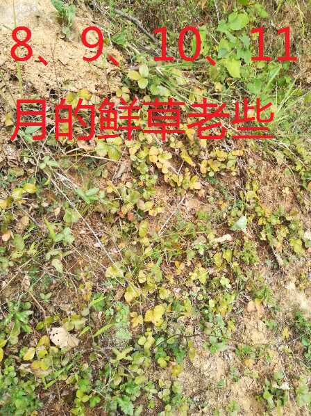 蛇莓草野生新鲜带根蛇泡草蛇果藤三皮风和尚头草 中药材500克包邮