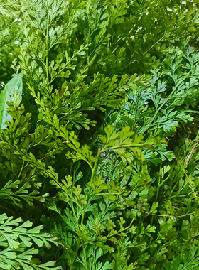 新鲜大叶金花深山细叶凤尾草乌蕨草