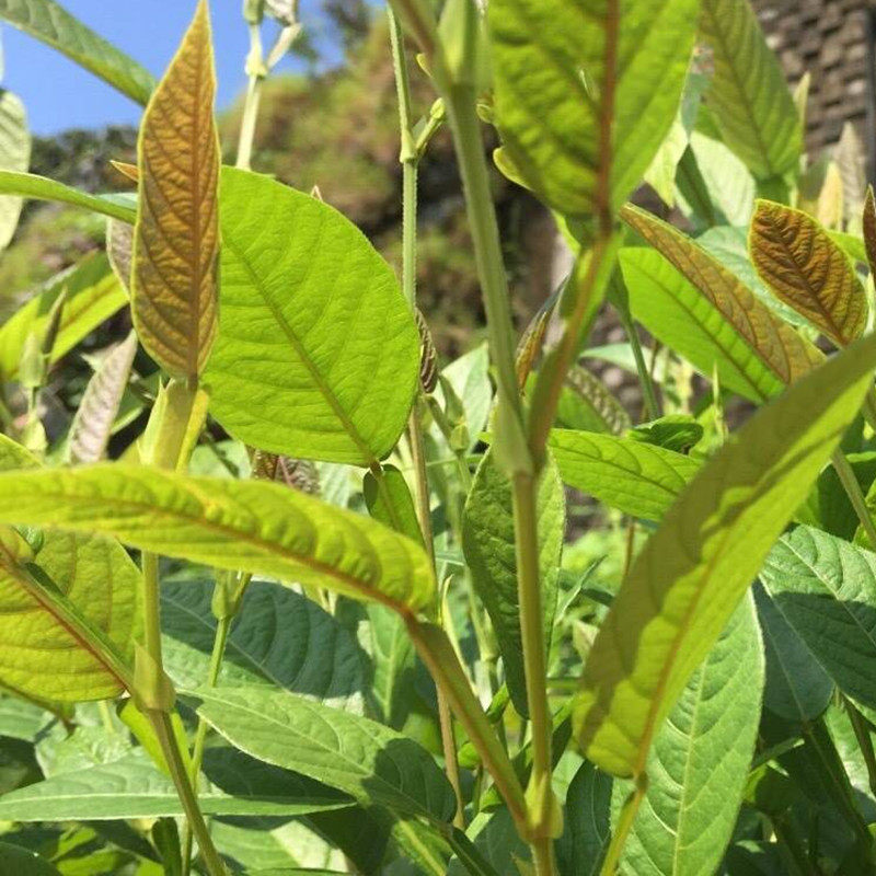 新鲜野生葫芦茶农家深山现采葫芦茶迫颈草百劳舌中草药500克 包邮