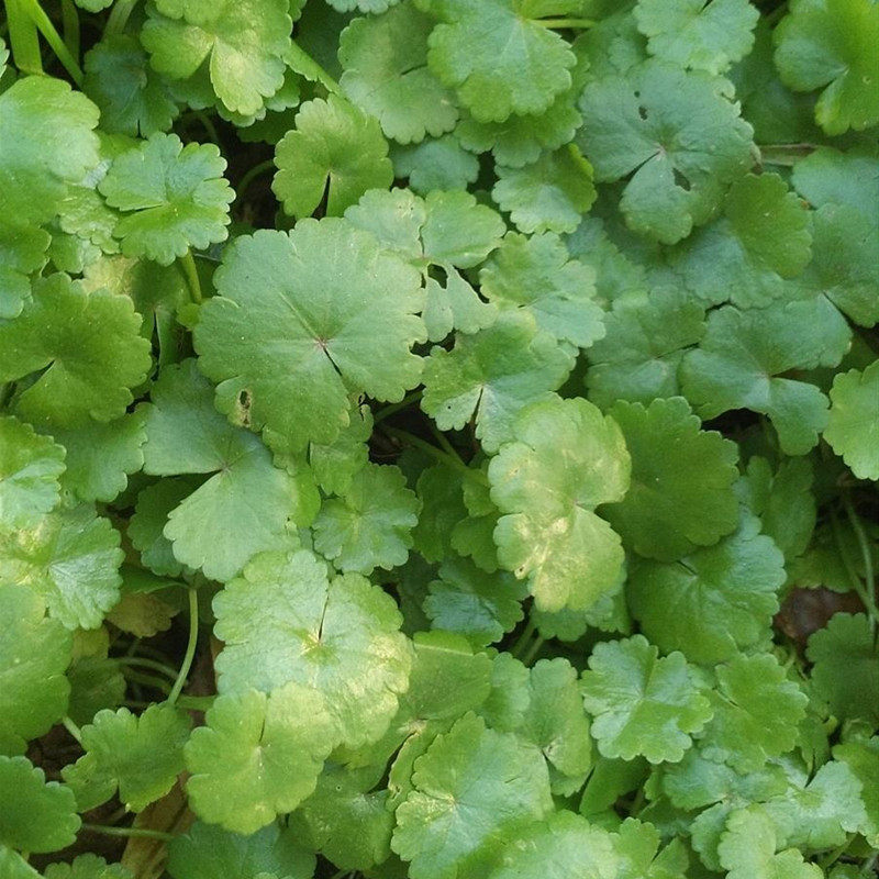 铺地锦500g包邮野生天胡荽新鲜破铜钱满天星草落得打步地锦鱼鳞草