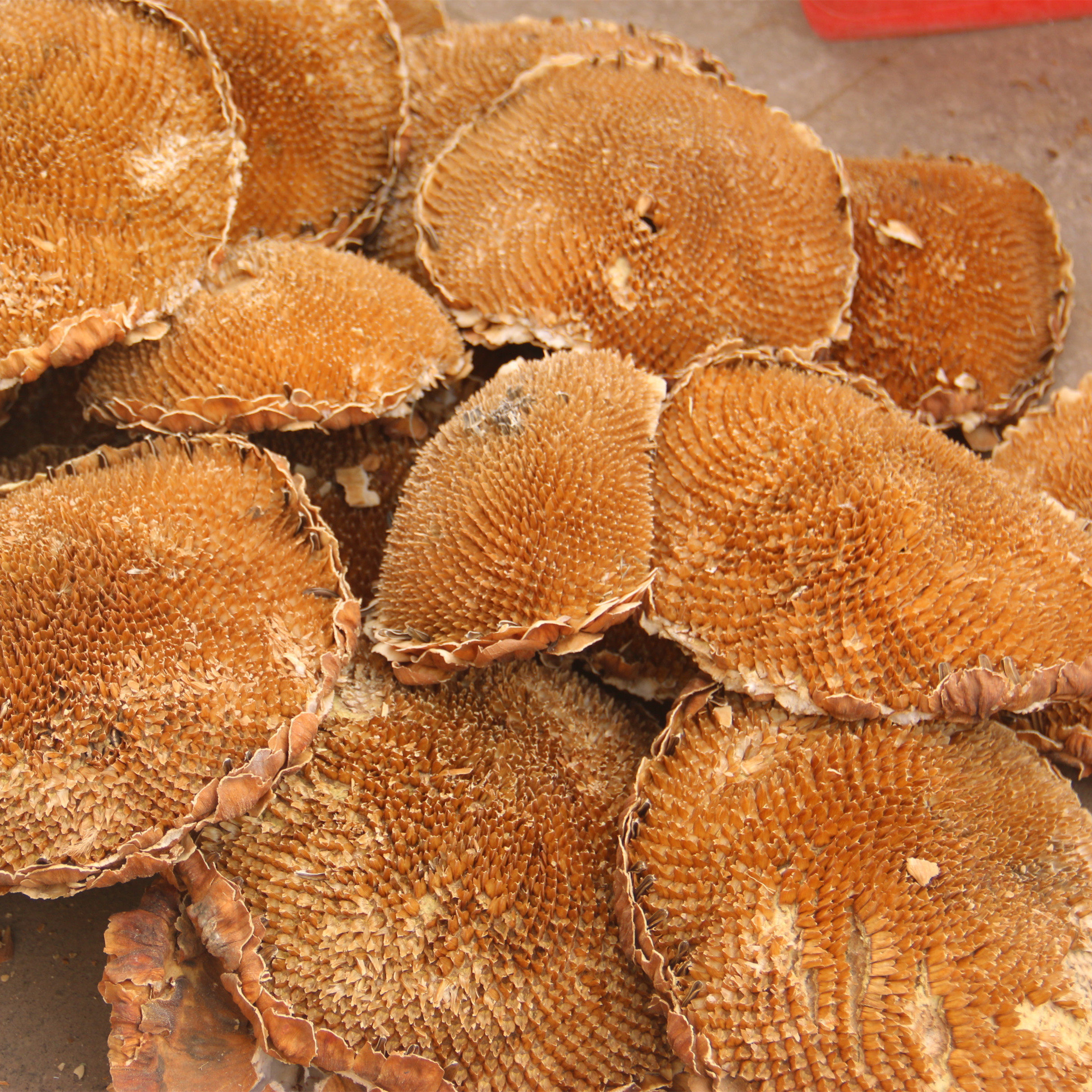 向日葵花盘托 干葵花盘粉茶 17年农家整个自晒干500克包邮