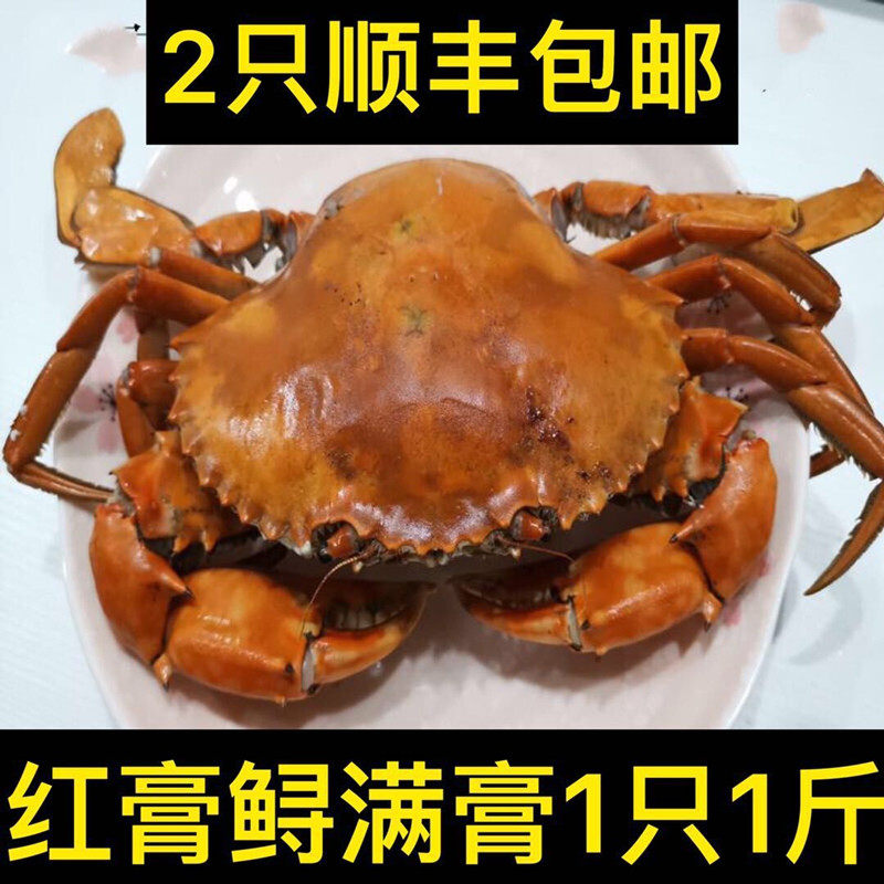 红膏大闽福建水产野生鲟母蟹青鲜活特大螃蟹青蟹