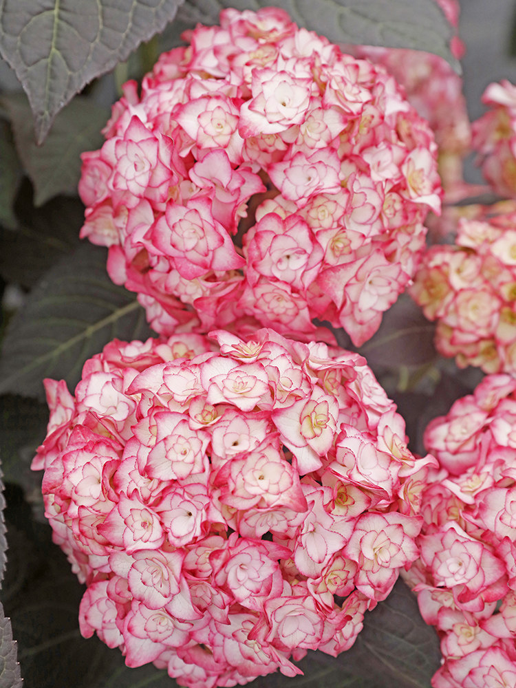 盆栽纱织小姐新品稀有有大花重瓣绣球阳台庭院花卉