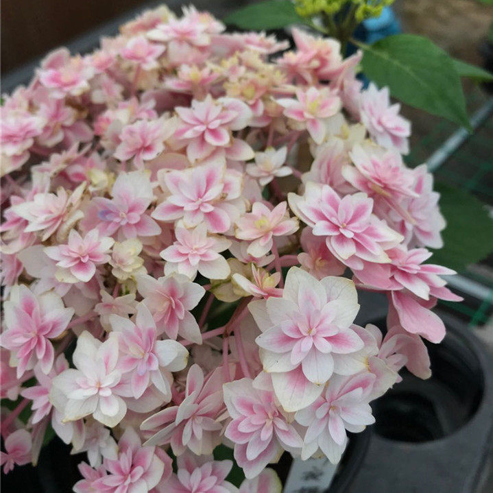 辉夜姬大花绣球花苗花卉盆栽园艺植物阳台庭院春季美观容易木本