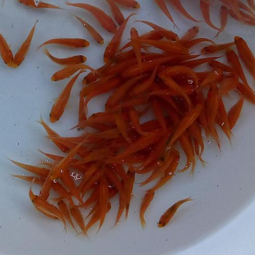 3-7公分小草金1斤混发大量批零龙鱼活饲料热带鱼口粮 量大优惠