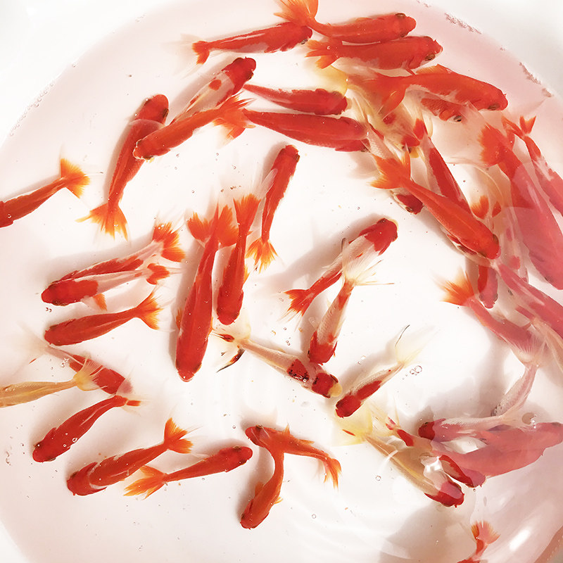 婺源荷包元宝红鲤鱼短身观赏鲤鱼招财风水锦鲤鱼