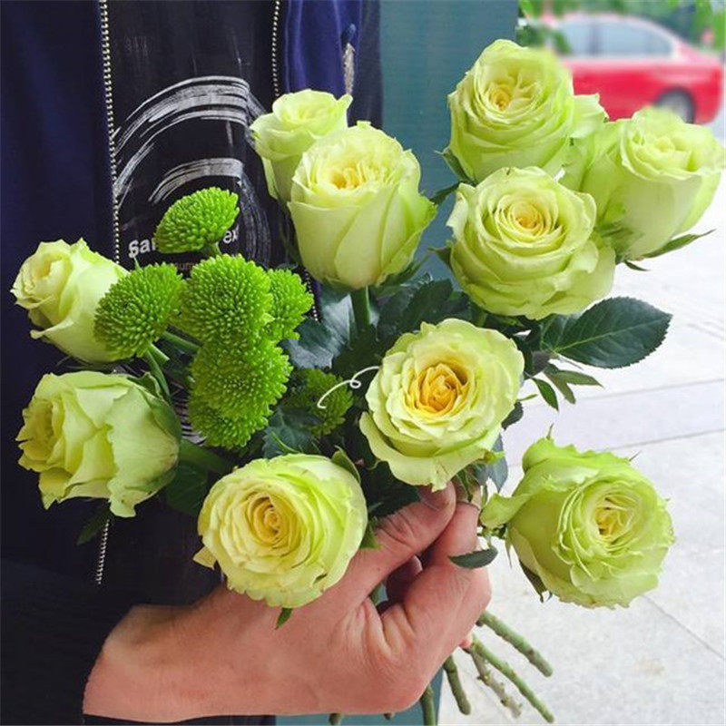 观花盆栽花卉庭院阳台灌木月季绿茵切花色系空气净化剂