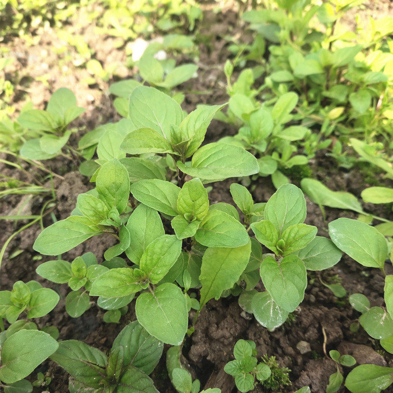包邮食用清凉薄荷苗盆栽野生驱蚊带泥发货净化空气庭院10棵装