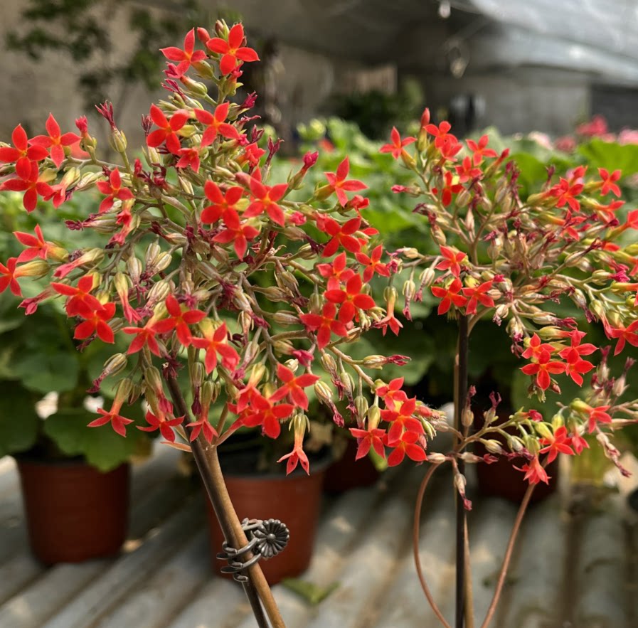 进口凤尾长寿花红色带花苞发货成品苗老桩四季时令草本花卉