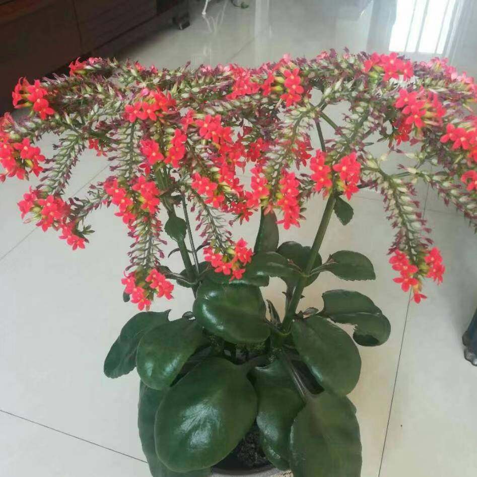 进口凤尾长寿花红色带花苞发货成品苗老桩四季时令草本花卉