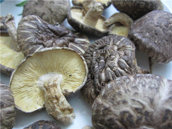 原木中厚香菇干 椴木香菇 香滑爽口 xianggu 香姑 500克包邮