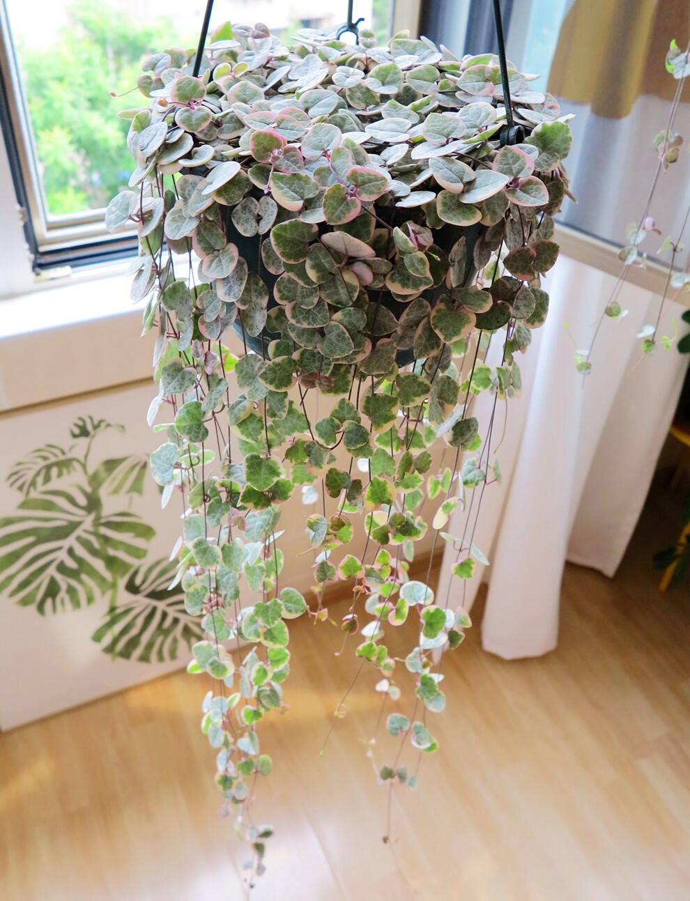 爱之蔓超美大盆吊兰多肉植物锦垂盆栽带盆包邮原盆多肉植物