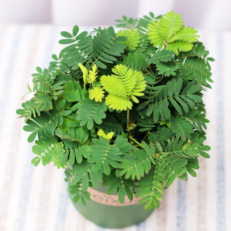 含羞草迷你小盆栽四季常青绿植室内窗台阳台花卉害怕羞草趣味植物