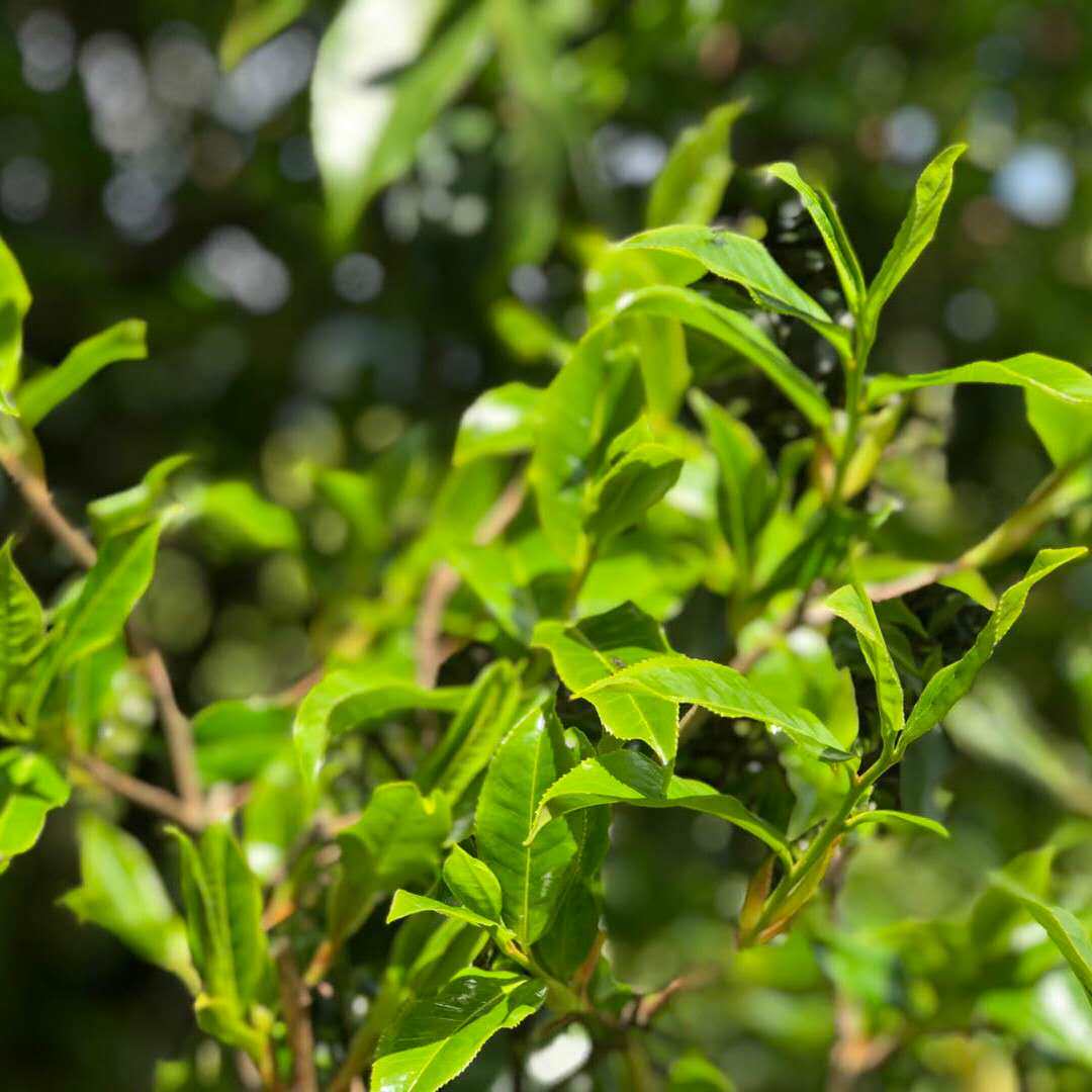 2021年头云南黄家寨千年野生古树单株白牡丹月光白牡丹