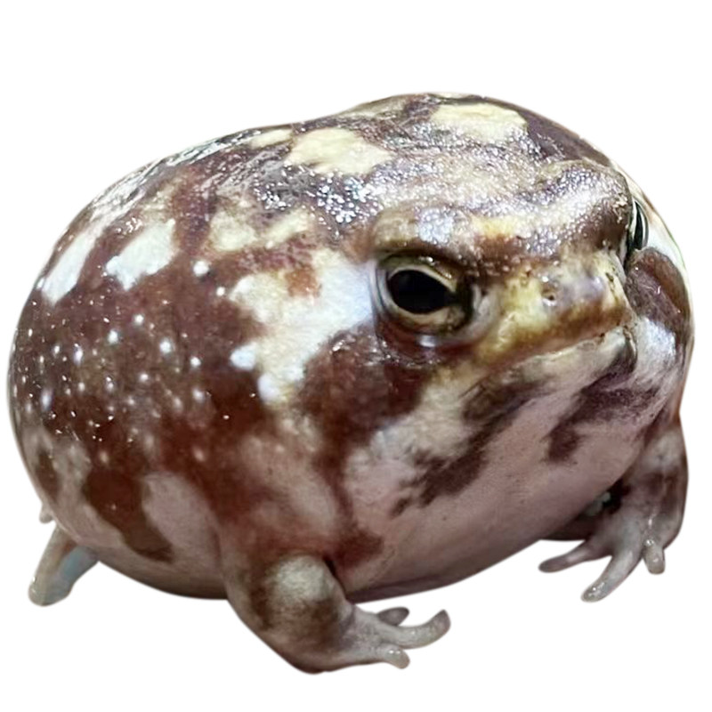 馒头蛙赤小馒头愤怒邮包包邮包宠物小宠桌面树蛙特色爬宠