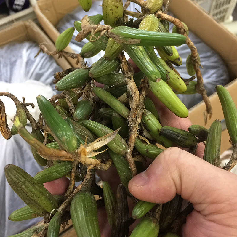 新鲜石枣子煲汤炖汤500g橄榄中药材石橄榄仙桃石仙桃其他药食同源食品