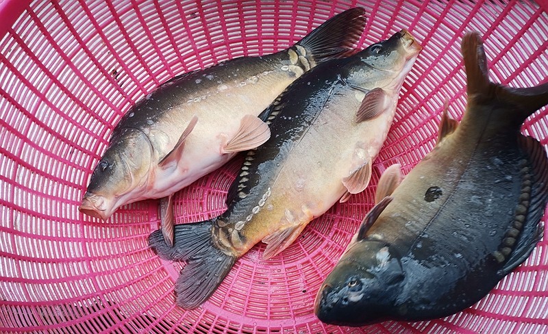 三道包邮整条三斤拐子黑龙江鳞鱼鲤鱼鳞大冷水淡水鱼类